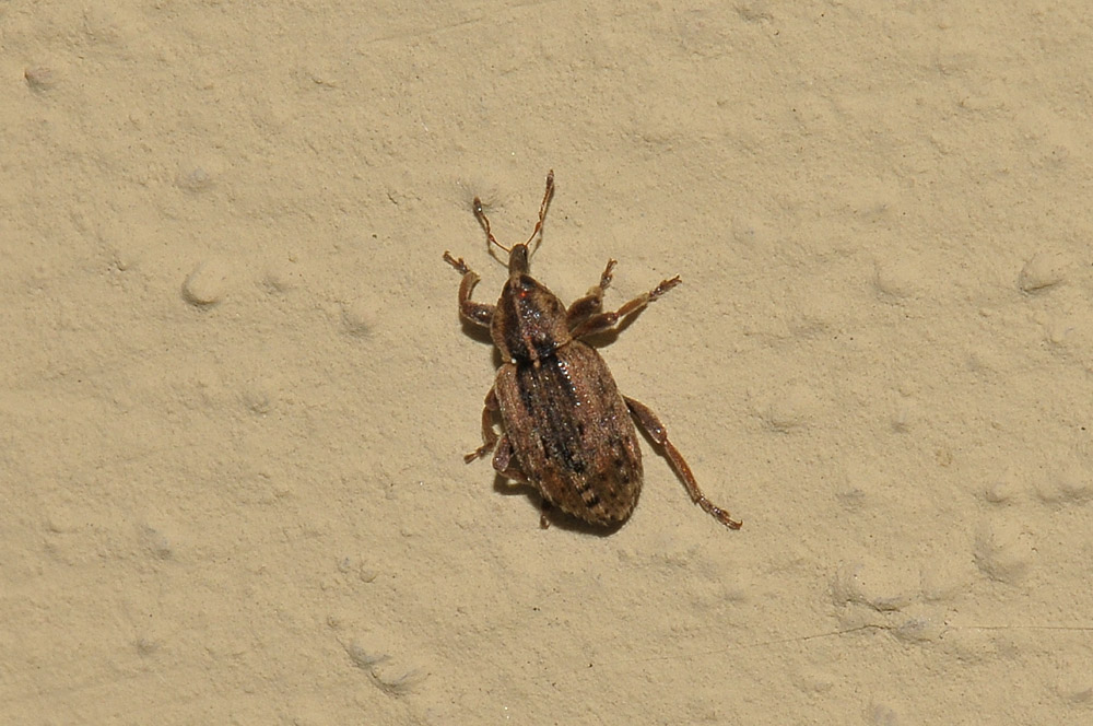 Hypera postica
